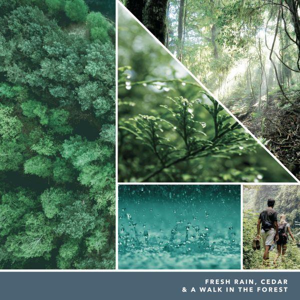 Productafbeelding Yankee Candle Duftkerze Bayside Cedar Signature Medium Jar