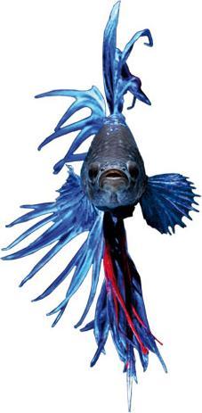 Immagine prodotto Trenddeko Glowfish (29 x 60 cm)