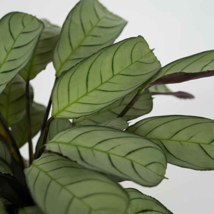 Actual product image Plant in a Box Ctenanthe Burle-Marxii 'Amagris' - Korbmarante (25 cm)