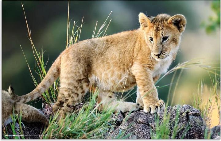 Produktbild HERMA Schreibunterlage Afrika Tiere 55x35 3 Stück (55 x 35 cm)