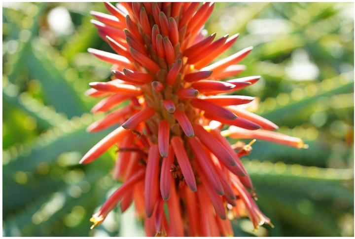 Produktbild Sony FE 40mm f/2.5 G (Sony E, Vollformat)