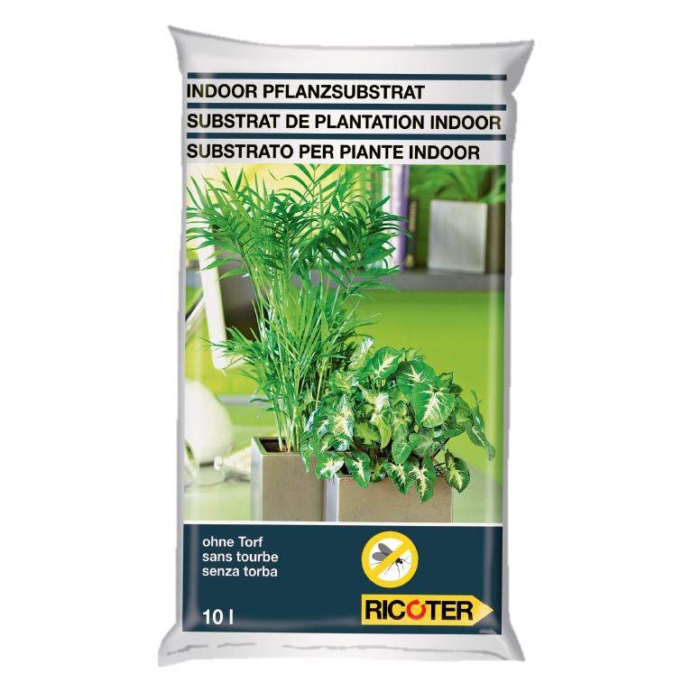 große zimmerpflanzen online bestellen Fensterblatt (Monstera) XXL-Größe kaufen main image 1