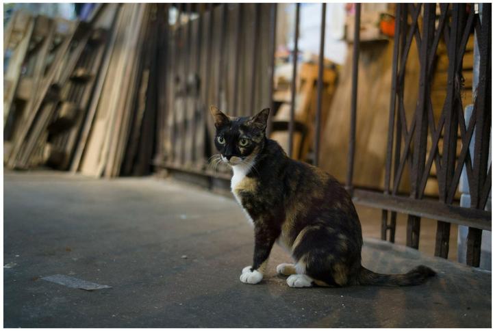 Produktbild 7artisans 35mm F/2.0 Leica M (Leica M, Vollformat)