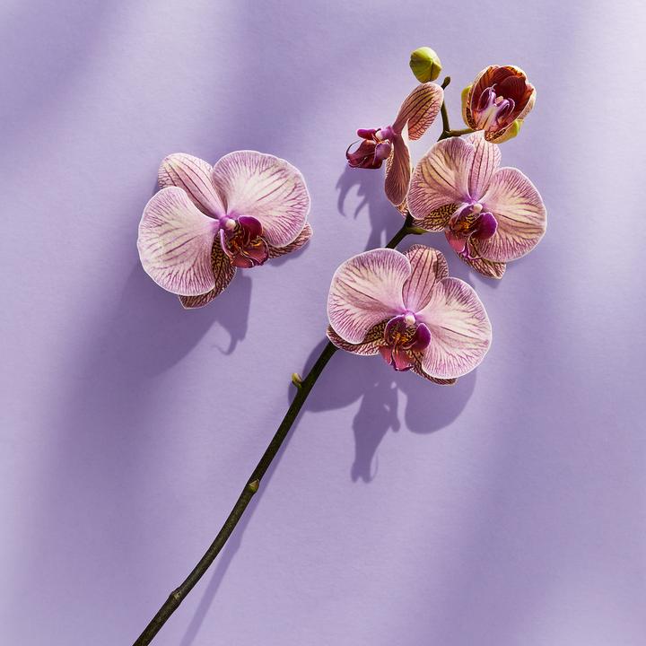 Actual product image NIVEA Sensitive Trio (750 ml)