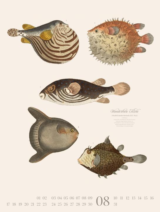 Produktbild Fische Kalender 2026