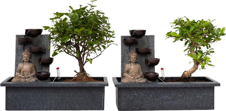 Actual product image Plant in a Box Bonsai Ligustrum, Carmona, Ficus Retusa, Syzygium, Sageretia - Set of 2 Bonsai Water System Buddha (25 cm)