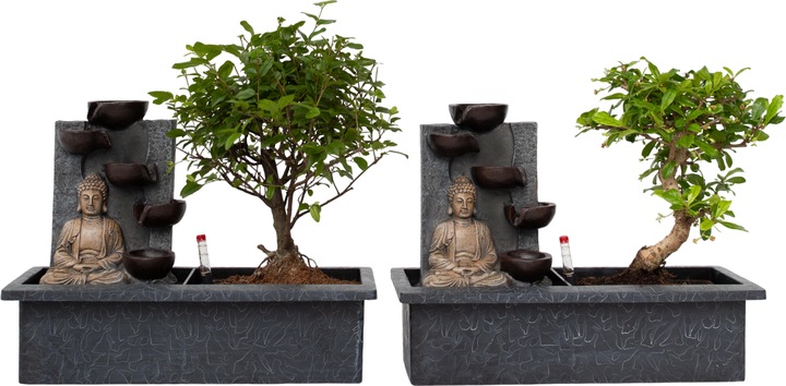 Immagine prodotto Plant in a Box Bonsai Ligustrum, Carmona, Ficus Retusa, Syzygium, Sageretia - Set di 2 Bonsai Sistema d'acqua (25 cm)