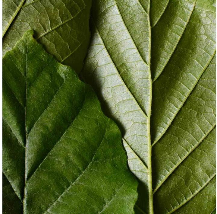 Image du produit Dr. Hauschka Poudre libre (Translucent)