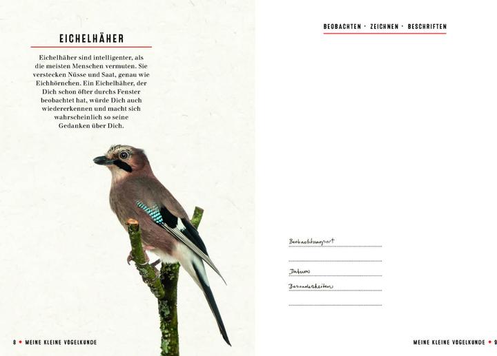 Produktbild Meine kleine Vogelkunde (Deutsch, Gerard Janssen, 2018)
