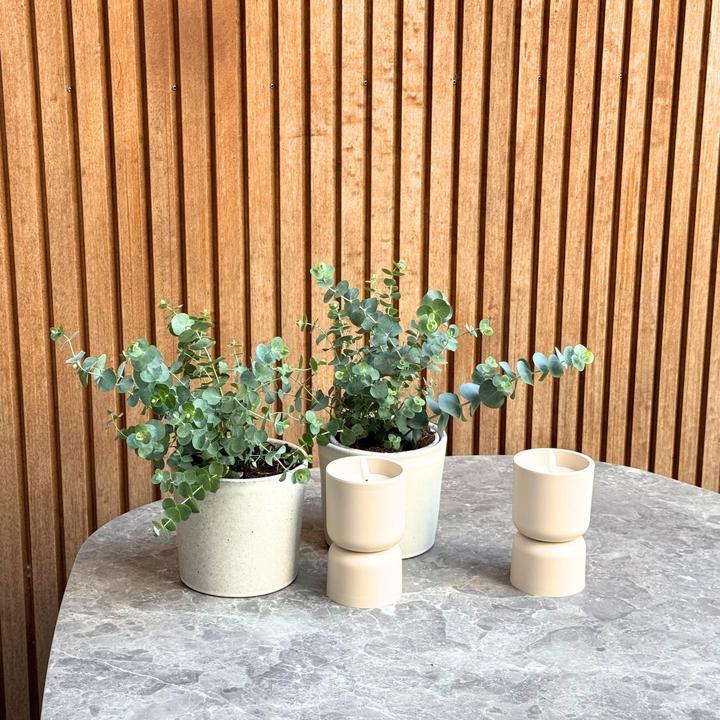 Actual product image Plant in a Box Eucalyptus Pulverulenta - Set of 2 Silver-leaved Eucalyptus (25 cm)
