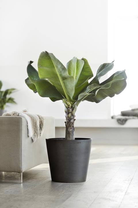 Produktbild Ecopots Amsterdam (50 cm)
