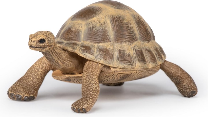 Actual product image Papo Hermann's turtle