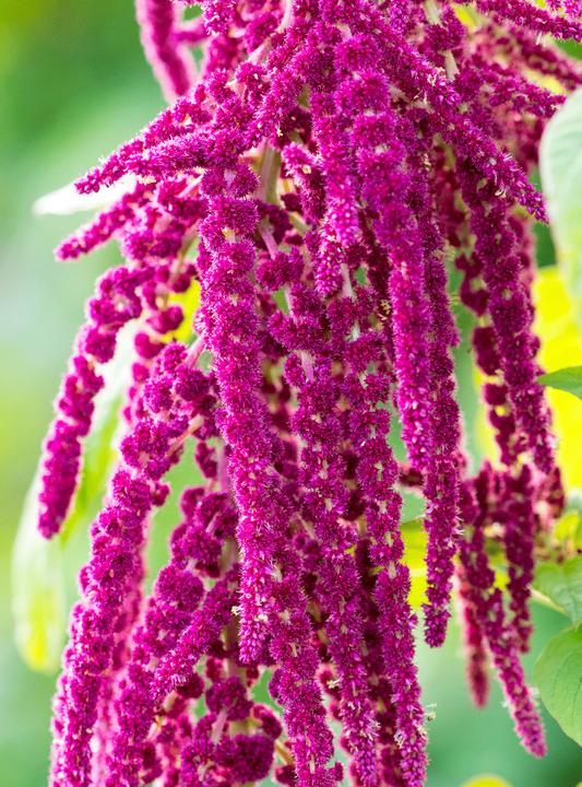 Produktbild Rausch Repair-Conditioner mit Amaranth (150 ml)
