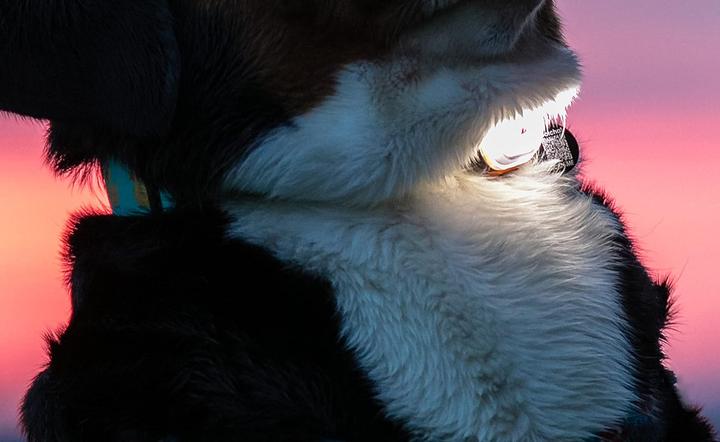 Actual product image Max & Molly Matrix Ultra LED (Dog)