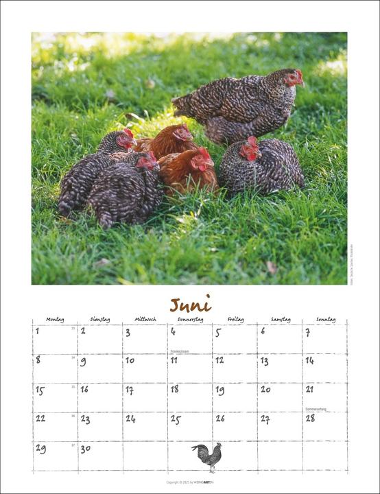 Produktbild Der Hühnerkalender 2026 (30 x 39 cm)