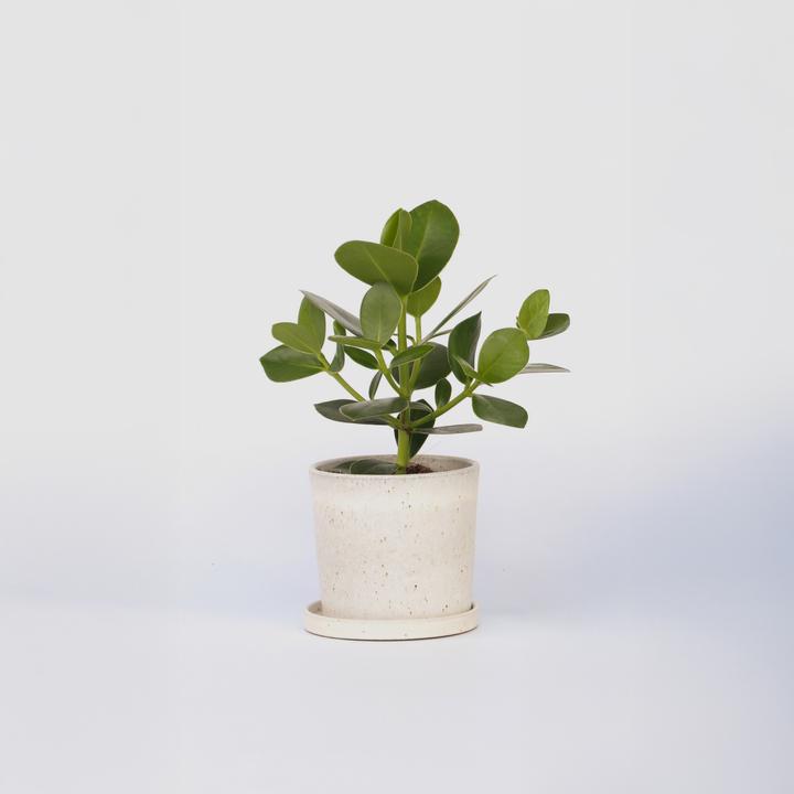 Produktbild Plant in a Box Clusia rosea 'Princess' - Balsamapfel (25 cm)