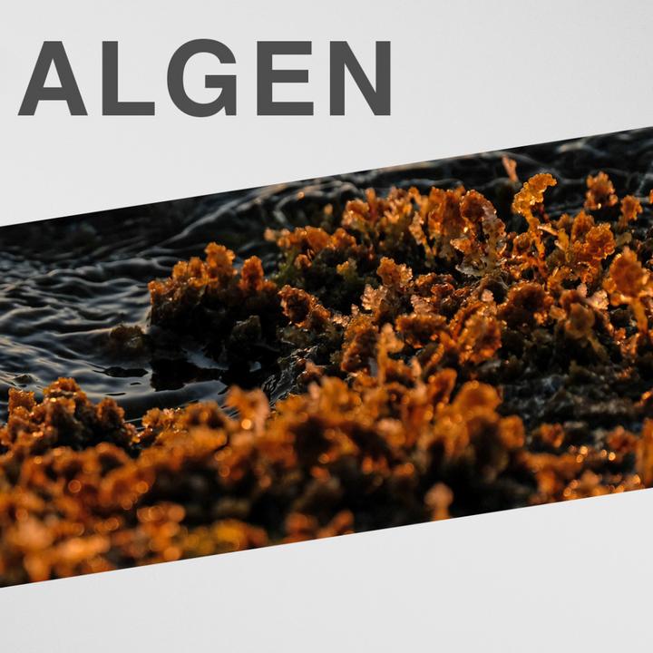 Produktbild Swissflex Gelenkmassage (1 x, 75 ml)