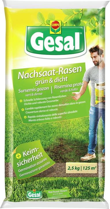 zimmerpflanzen pflege buch BUCH