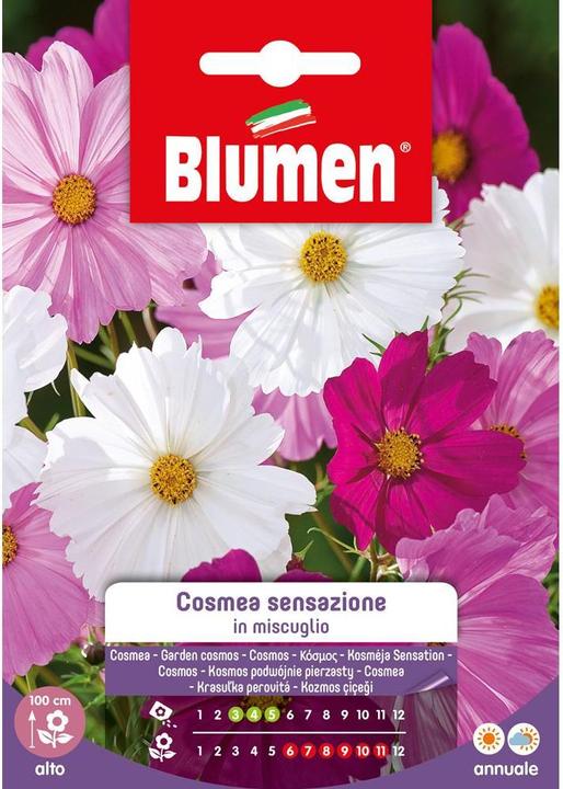 Blumen Saatgut Cosmea Sensazione Mix - kaufen bei Galaxus - Galaxus