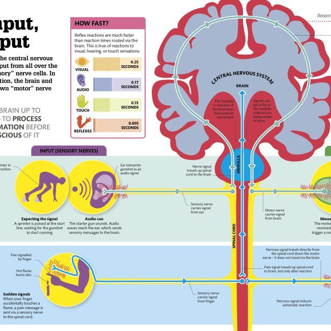 Produktbild How the Body Works (Englisch, DK, 2016)