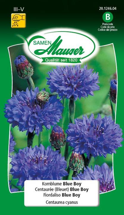 Image du produit Samen Mauser pageboy (Graines de plantes)