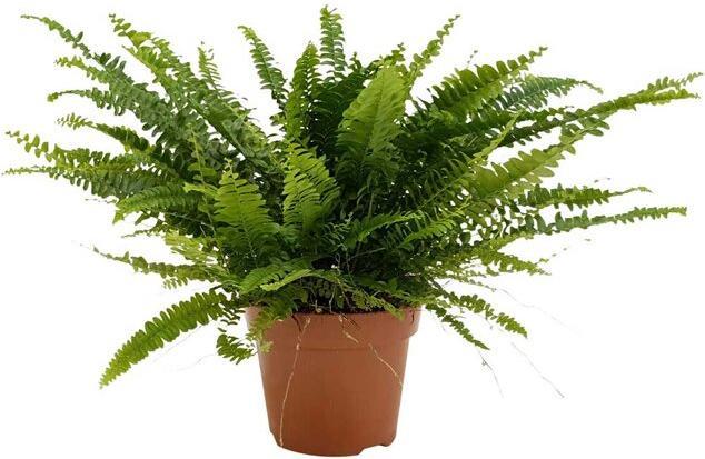 Plantlovers Nephrolepis Exaltata (Schwertfarn) (35 cm, Freshly repotted)