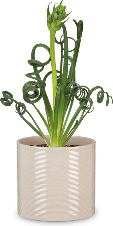 Produktbild Scheurich Blumentopf (33 cm)
