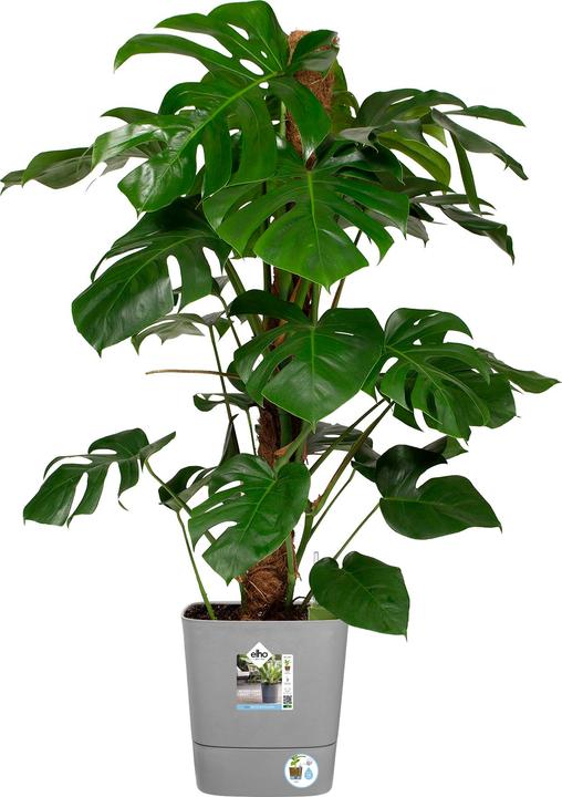 Actual product image Elho Blumenschale (30 cm)