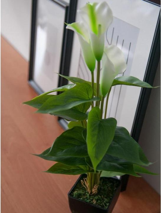 Actual product image Europalms Calla mini (43 cm)