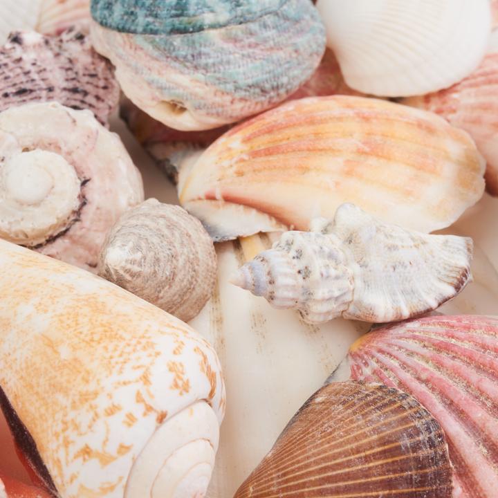 Produktbild Ambiance Technology Muscheln