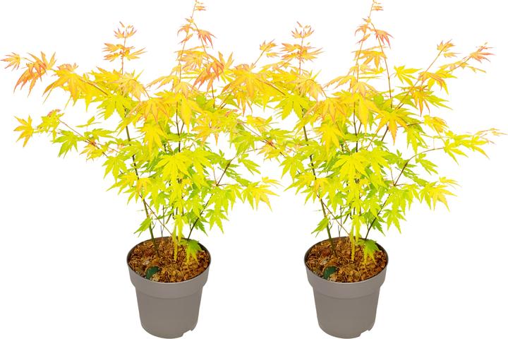 Immagine prodotto Plant in a Box Acer palmatum 'Orange Dream' - Japanischer Ahorn (35 cm)