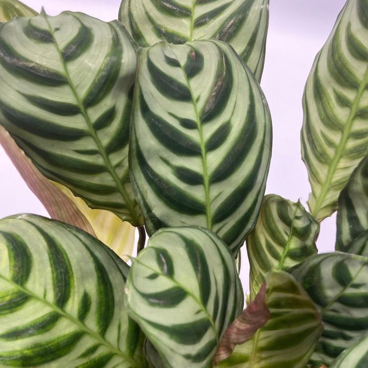 Actual product image Plant in a Box Areca, Asplenium, Clusia, Philodendron, Spathiphyllum - 5 Mix Air Purifying Plants (25 cm)