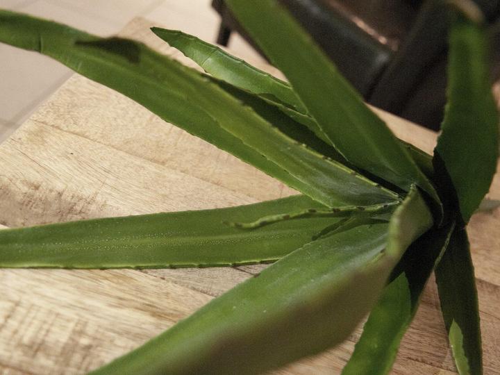 Actual product image Europalms Aloe (50 cm)