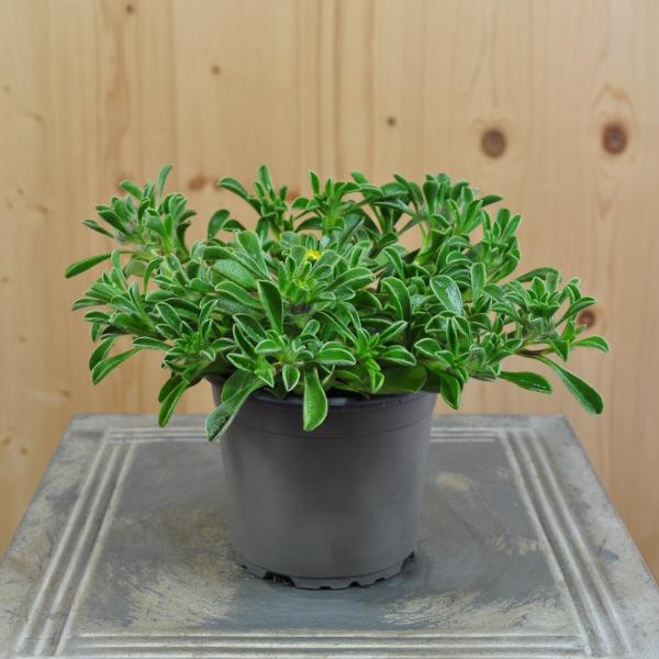 Produktbild Säntispracht 4 er Set, Der kriechende Goldtaler - Asteriscus maritimus Aurelia Gold (15 cm)