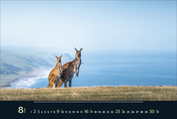 Produktbild Wilde Tiere - weite Landschaft 2026