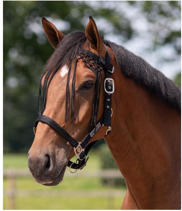 Actual product image Qhp Fly fringes Knotted