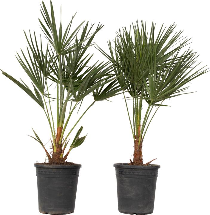Produktbild Plant in a Box Chamaerops Humilis (70 cm)