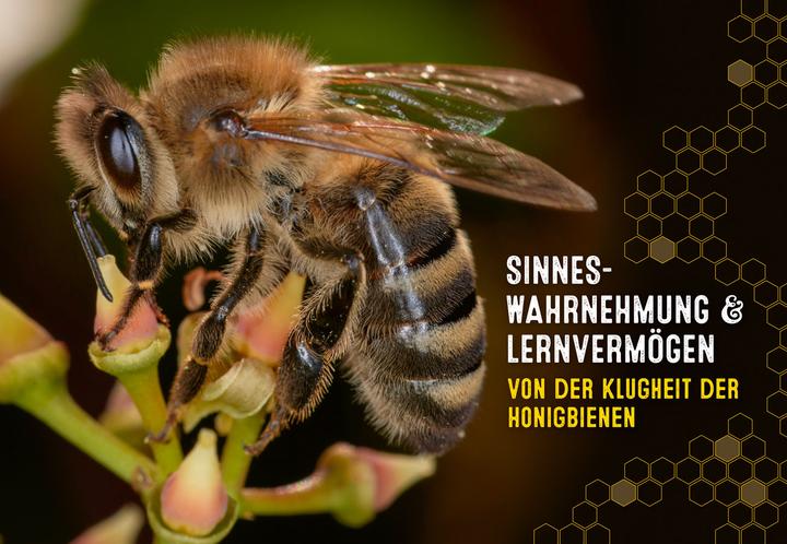 Image du produit Auch Bienen haben Schweissfüsse (Allemand, Jürgen Tautz, 2024)