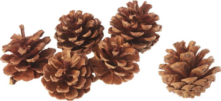 VBS Pomme de pin, naturelle, Ø 5-6 cm, 6 pièces