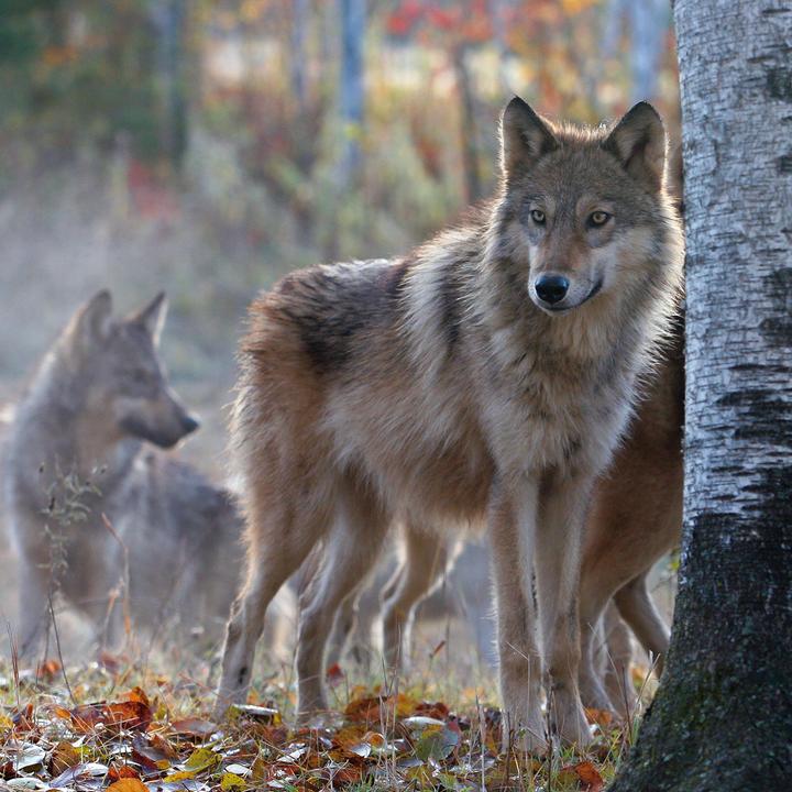 Produktbild Wolves/Wölfe 2024 (30x30cm)