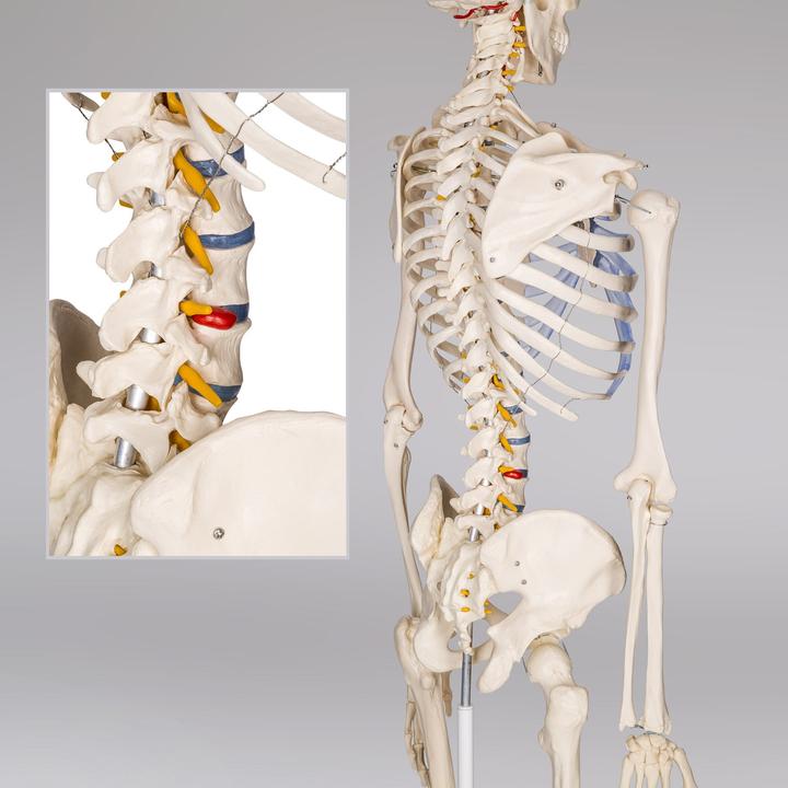 Immagine prodotto tectake Anatomia scheletrica