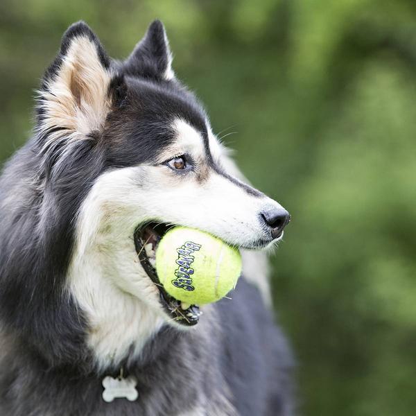 Actual product image KONG Dog Toy SqueakAir Balls (Ball toy dog)
