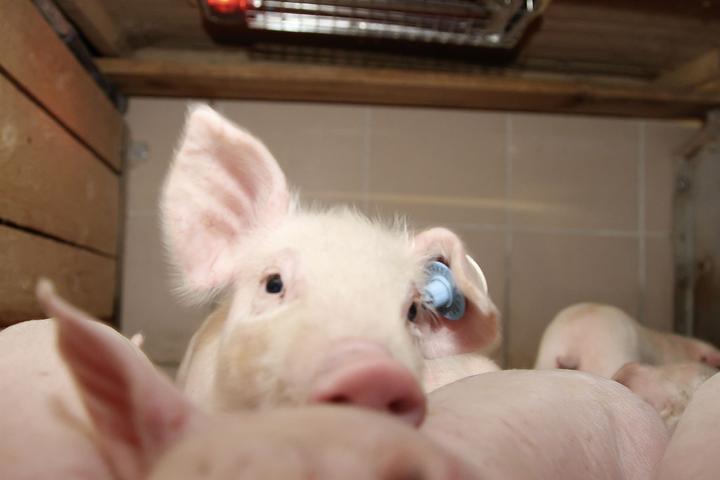 Immagine prodotto Kerbl SunnyBoy Riscaldatore Radiante 100 Watt (100 W)