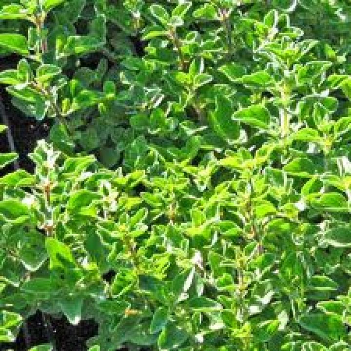 Image du produit Tropica Origan grec (Germes)