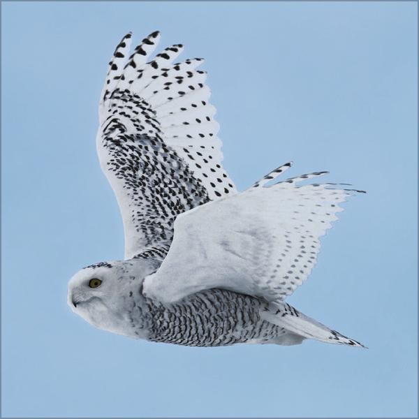 Produktbild Eulen 2026 (30 x 30 cm)