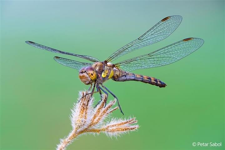 Actual product image Sony FE 100mm F2.8 Macro GM (Sony E, full size)