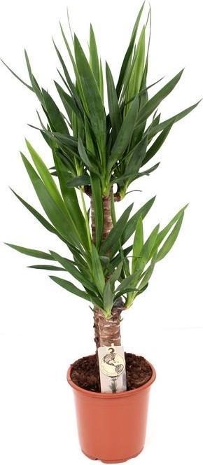 Actual product image Fresca-Plant yucca (21 cm)