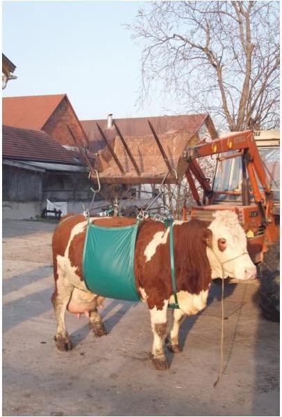 Produktbild Kerbl Kuhhebevorrichtung