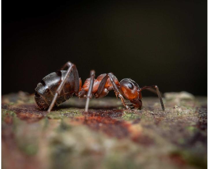 Image du produit Venus Optic 90mm f/2.8 2x Ultra Macro APO Nikon Z (Nikon Z, Plein format)