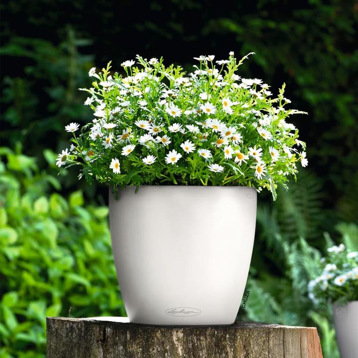 Immagine prodotto Lechuza Classico Color (27.50 cm)